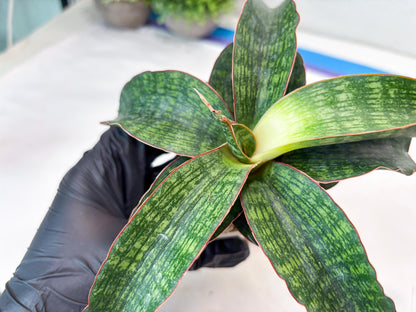 Sansevieria Semanggi (#Ba86) | Imported Hybrid Species