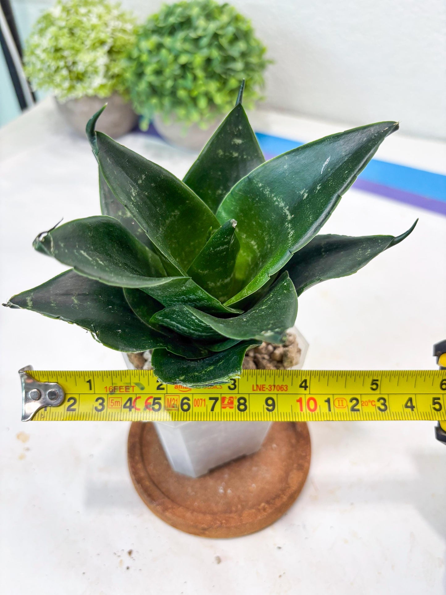 Sansevieria Adikara (#Ba88) | Imported Snake Plant