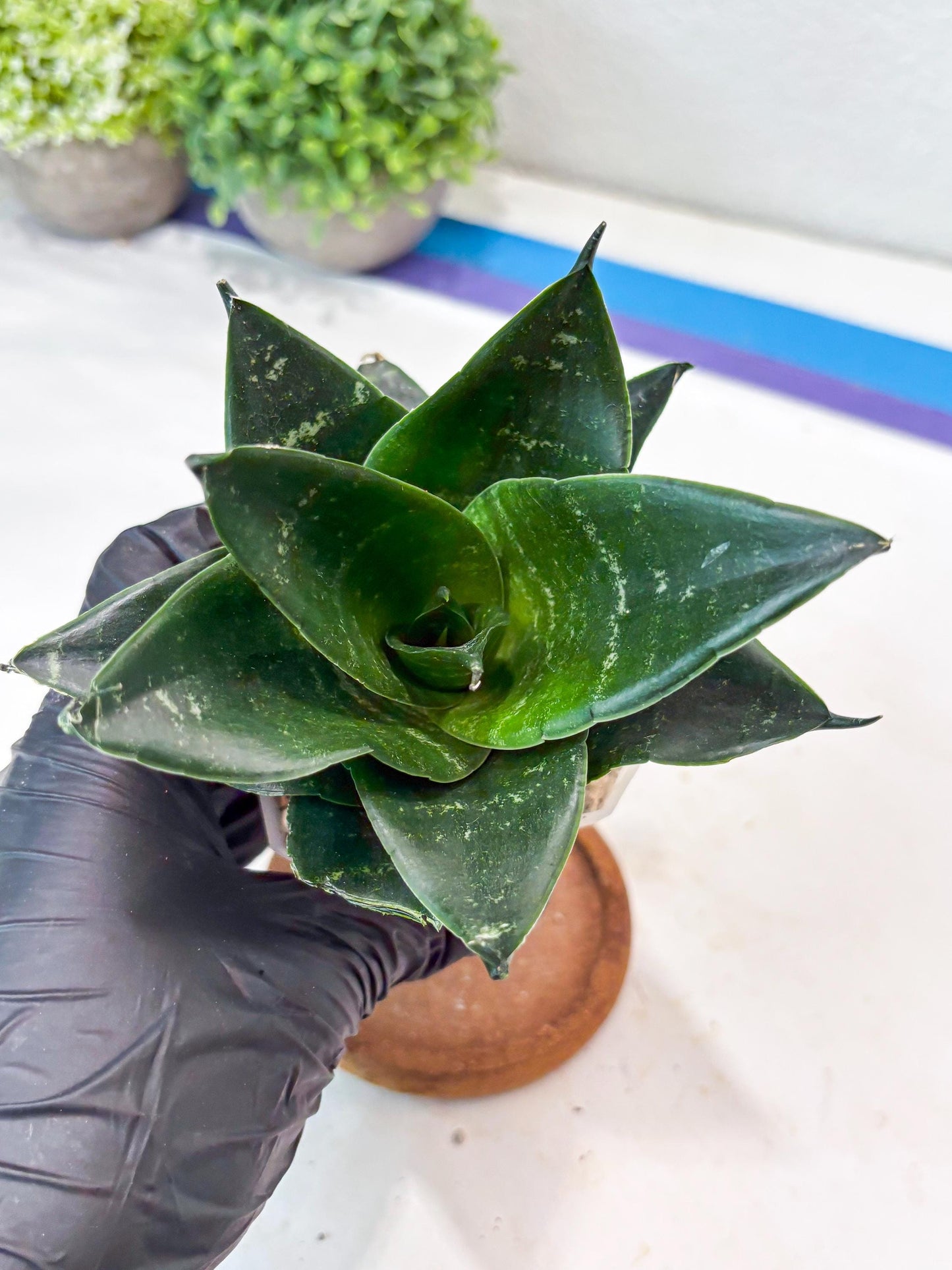 Sansevieria Adikara (#Ba88) | Imported Snake Plant