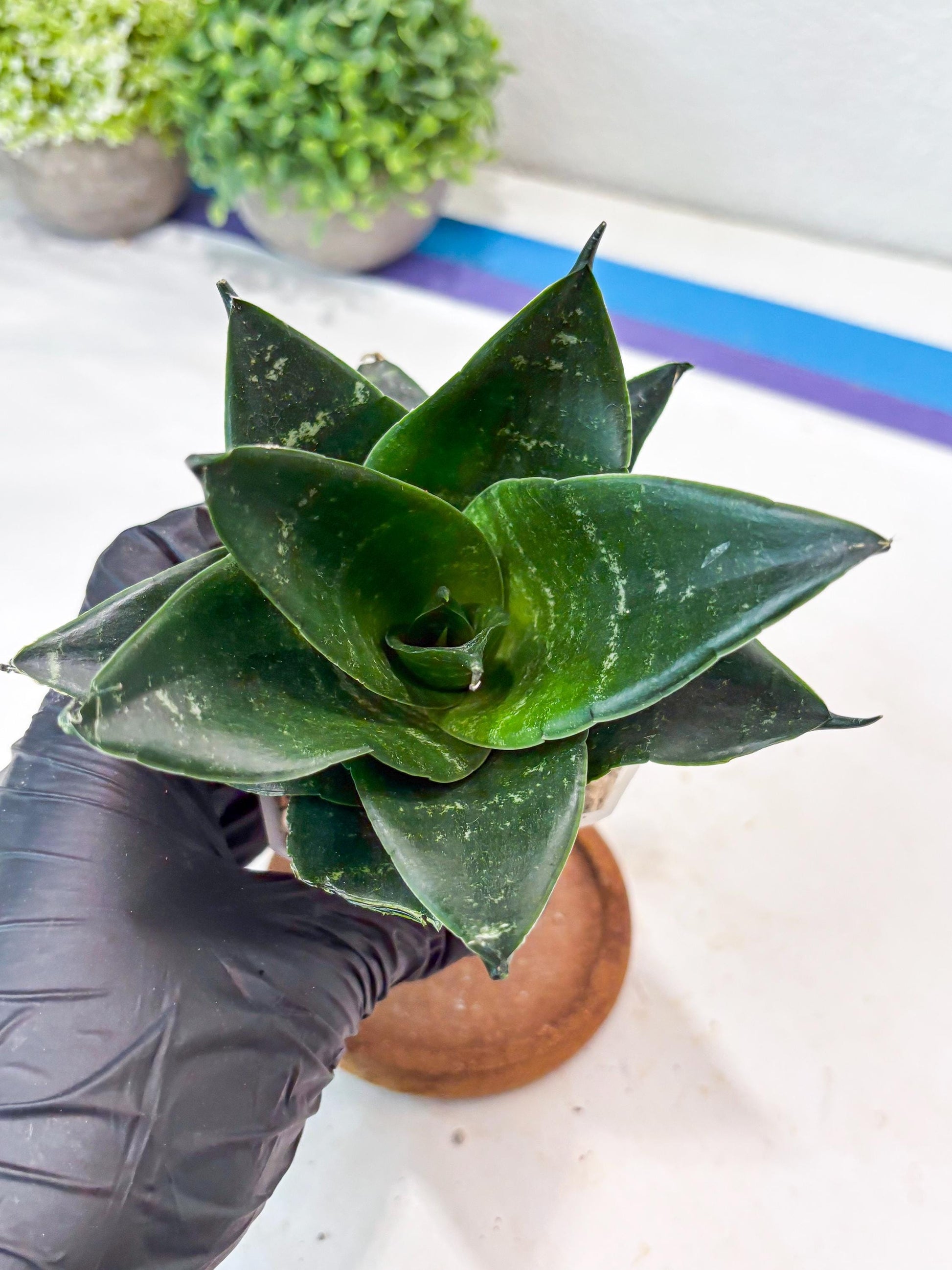 Sansevieria Adikara (#Ba88) | Imported Snake Plant