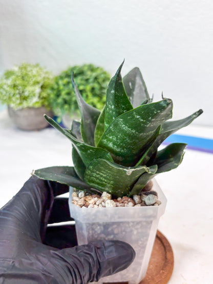 Sansevieria Adikara (#Ba88) | Imported Snake Plant