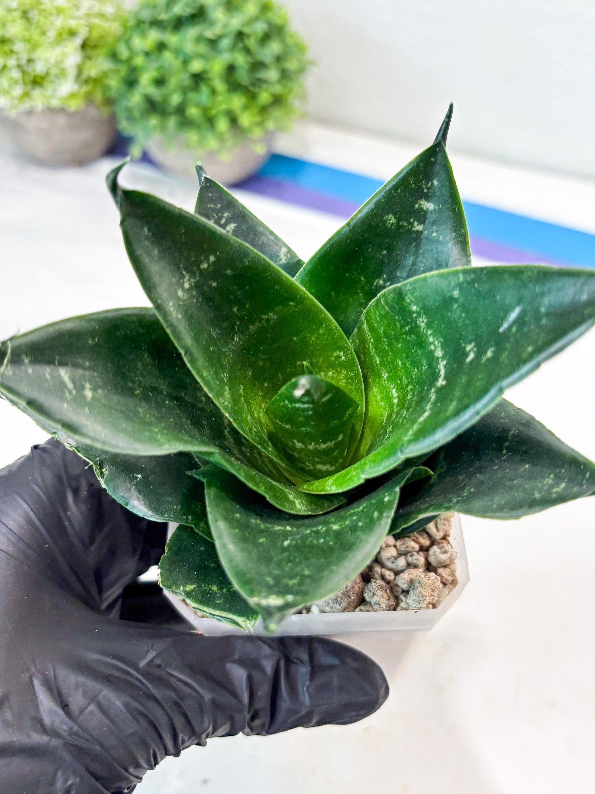 Sansevieria Adikara (#Ba88) | Imported Snake Plant