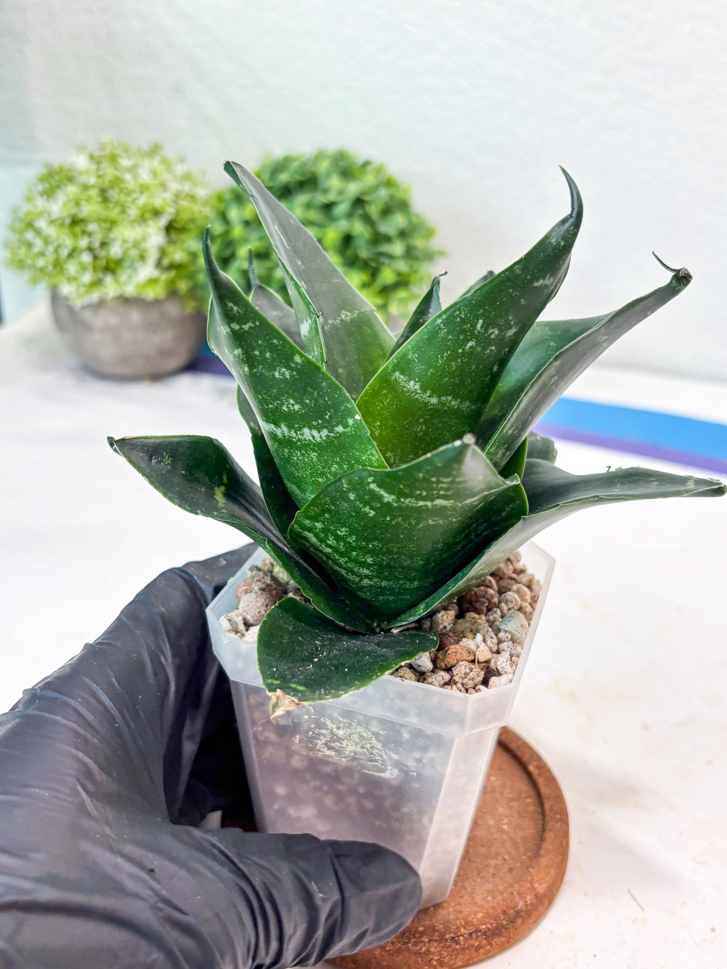 Sansevieria Adikara (#Ba88) | Imported Snake Plant