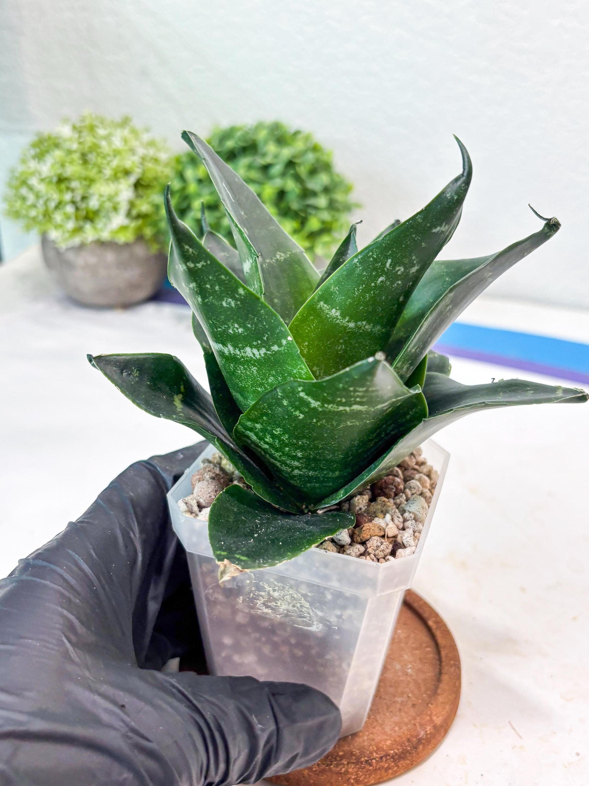 Sansevieria Adikara (#Ba88) | Imported Snake Plant