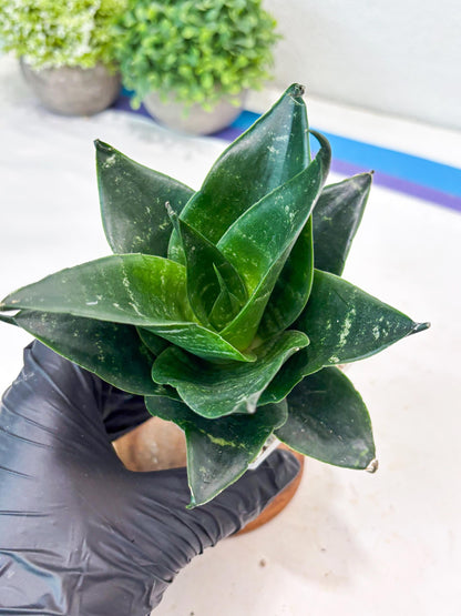 Sansevieria Adikara (#Ba88) | Imported Snake Plant