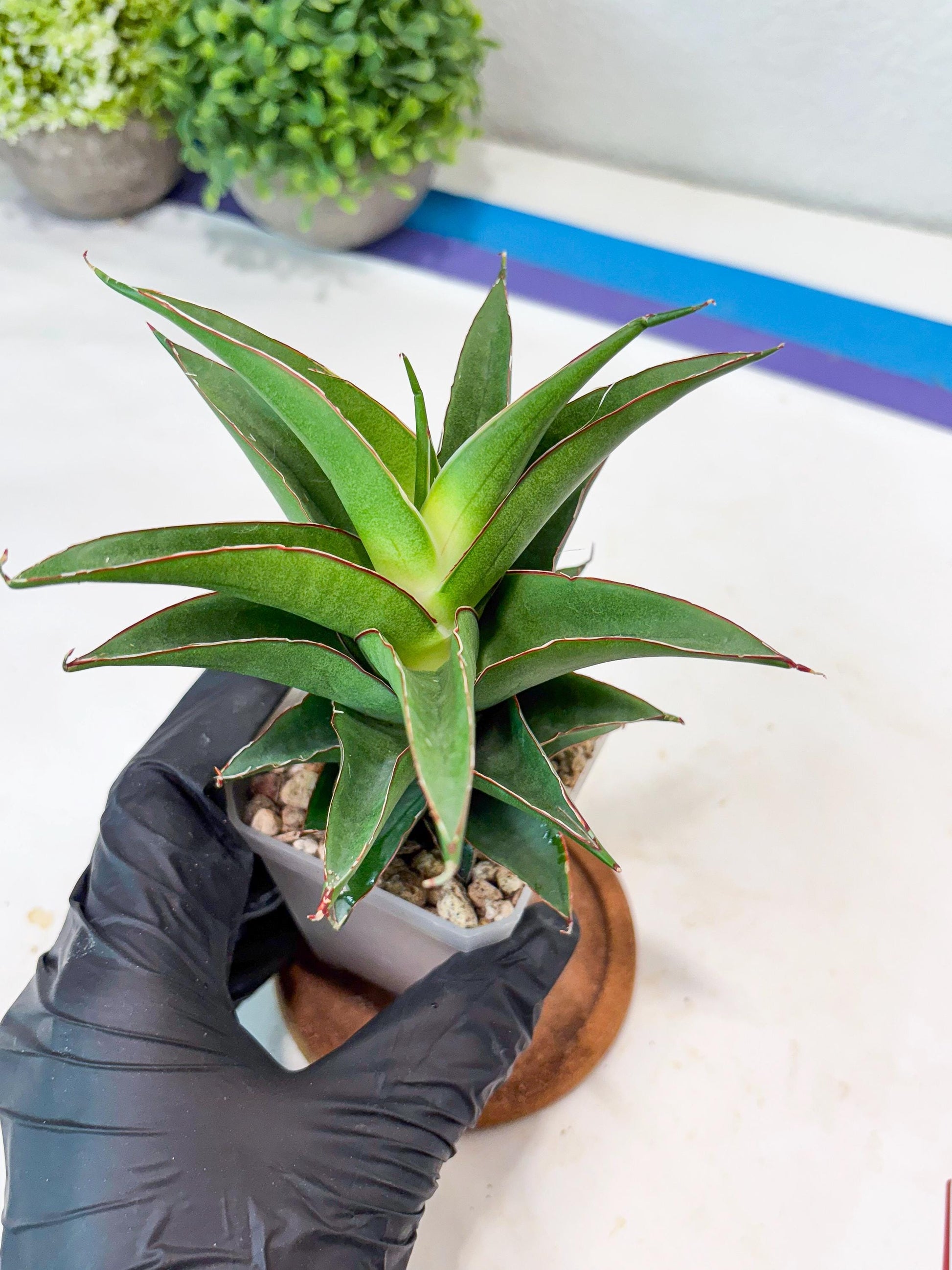 Sansevieria August (#Ba89) | Imported Snake Plant