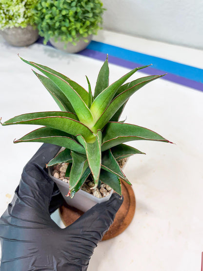 Sansevieria August (#Ba89) | Imported Snake Plant