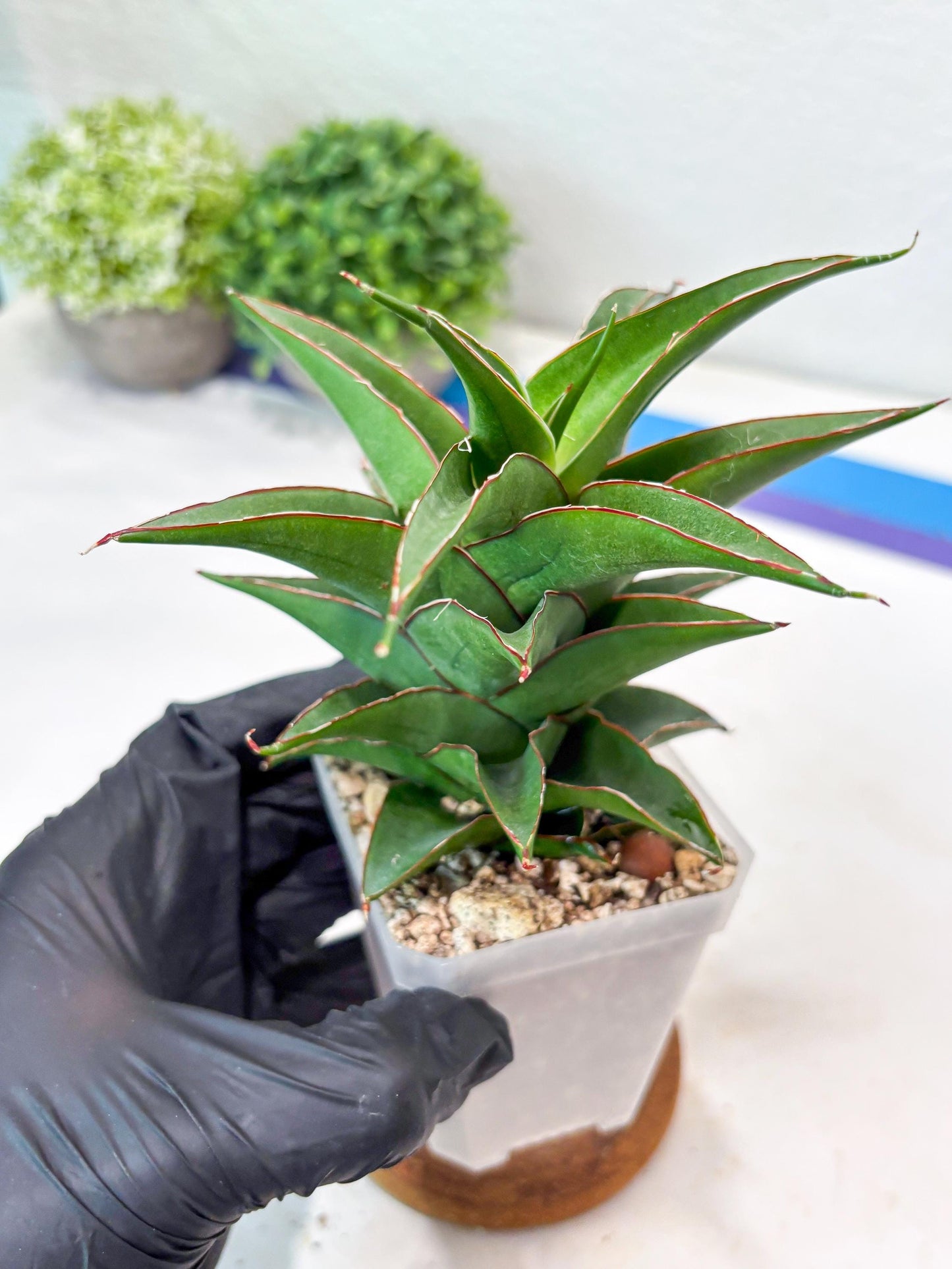 Sansevieria August (#Ba89) | Imported Snake Plant