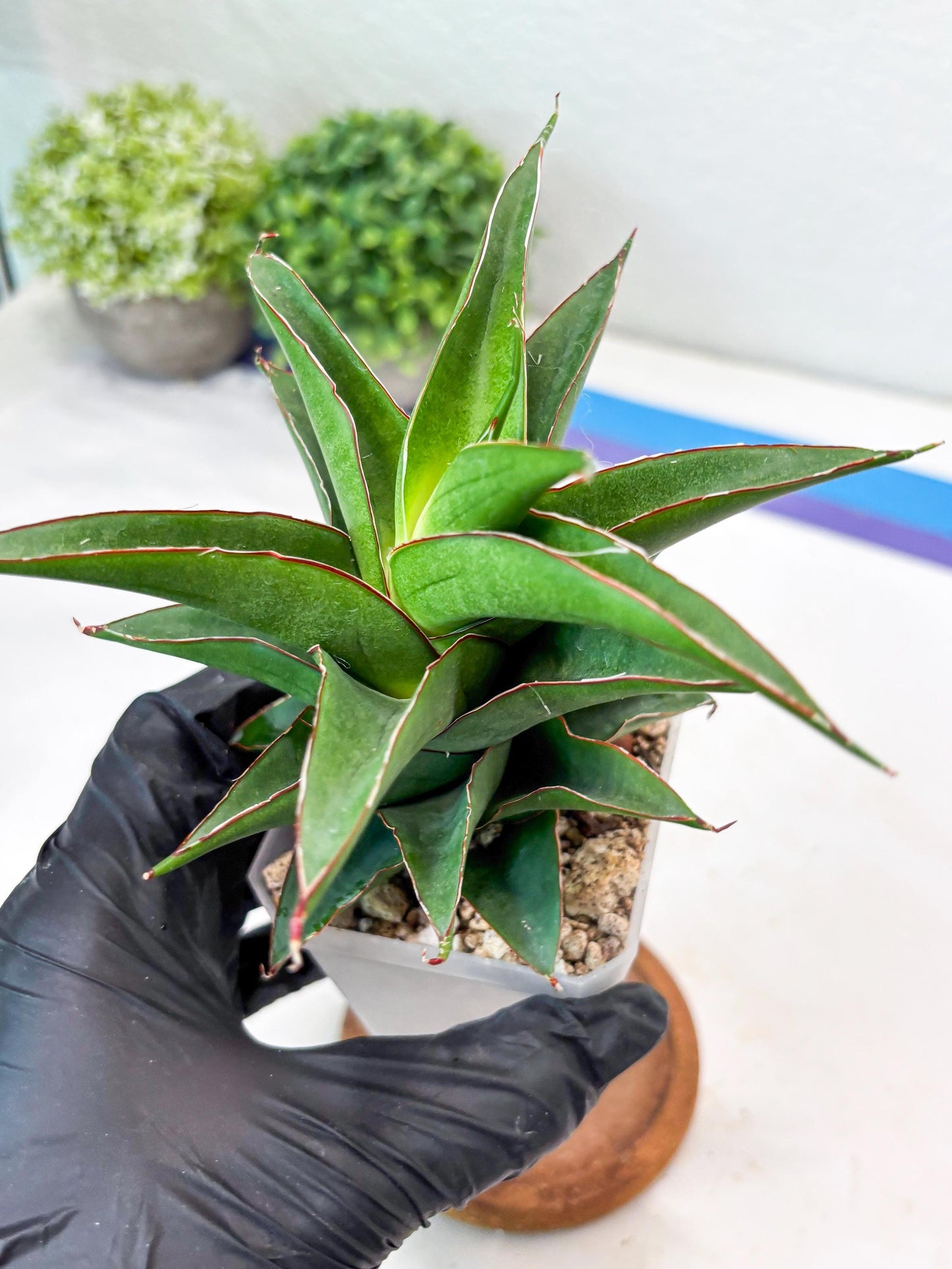 Sansevieria August (#Ba89) | Imported Snake Plant