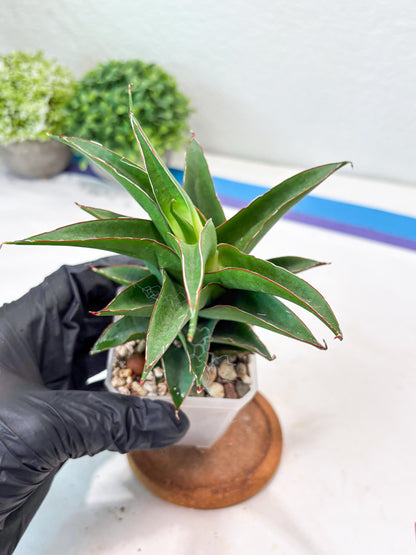 Sansevieria August (#Ba89) | Imported Snake Plant