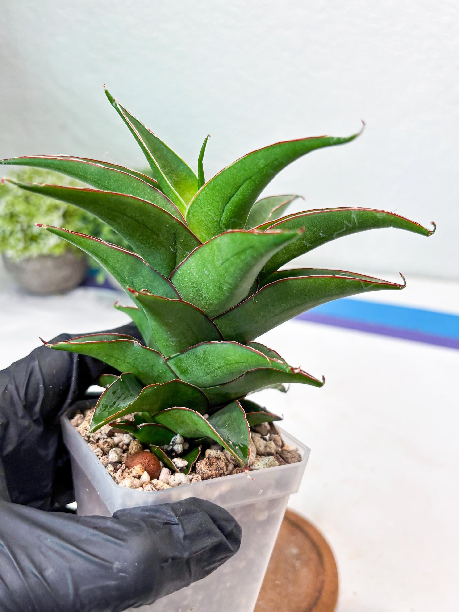 Sansevieria August (#Ba89) | Imported Snake Plant