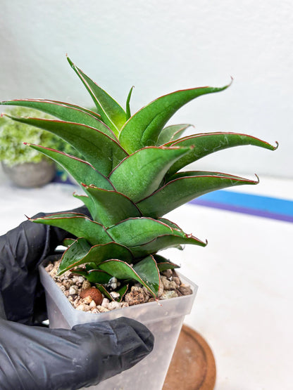 Sansevieria August (#Ba89) | Imported Snake Plant