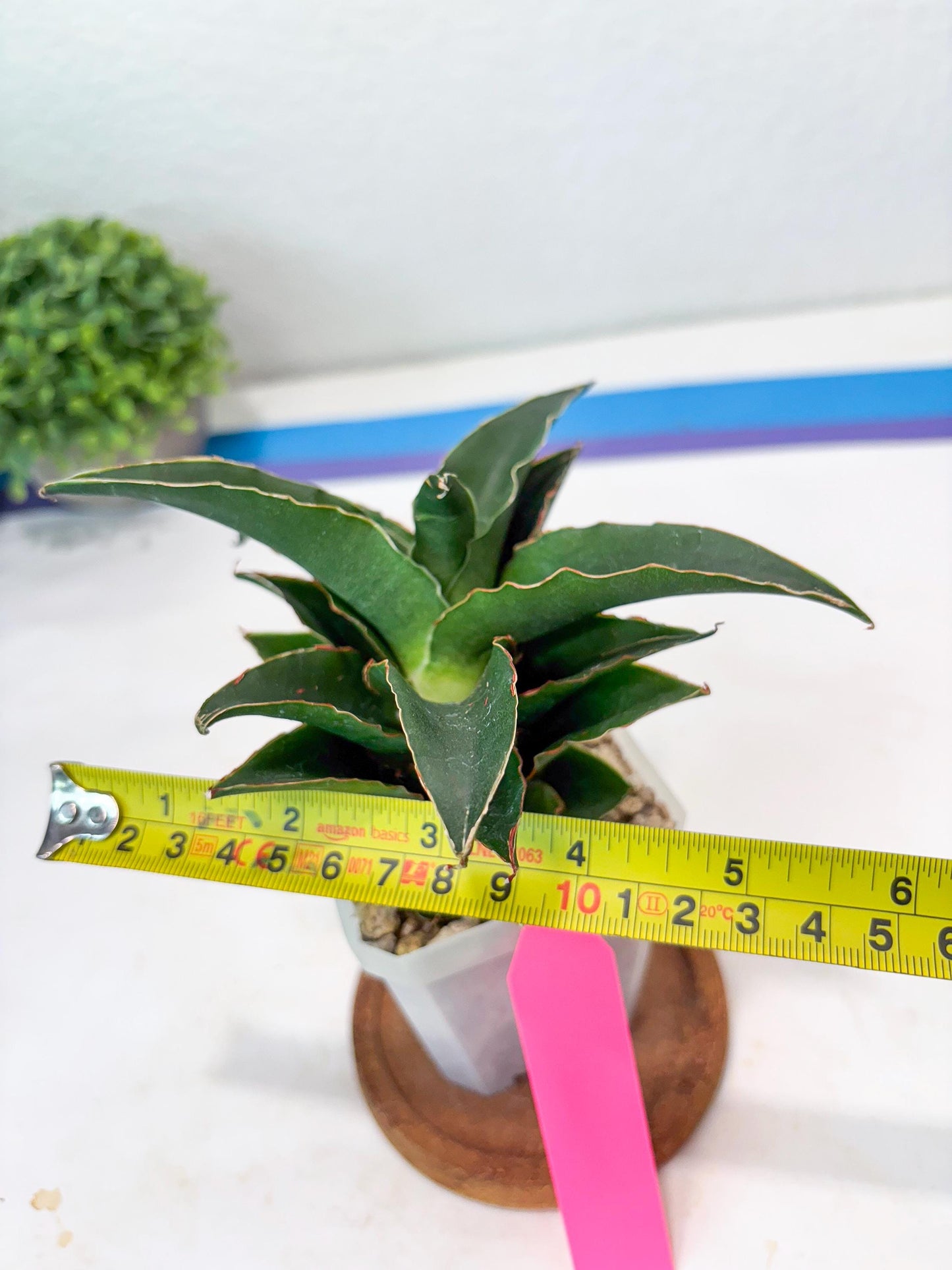 Sansevieria Sri Rama (#Ba92) (Pink) | Imported Snake Plant