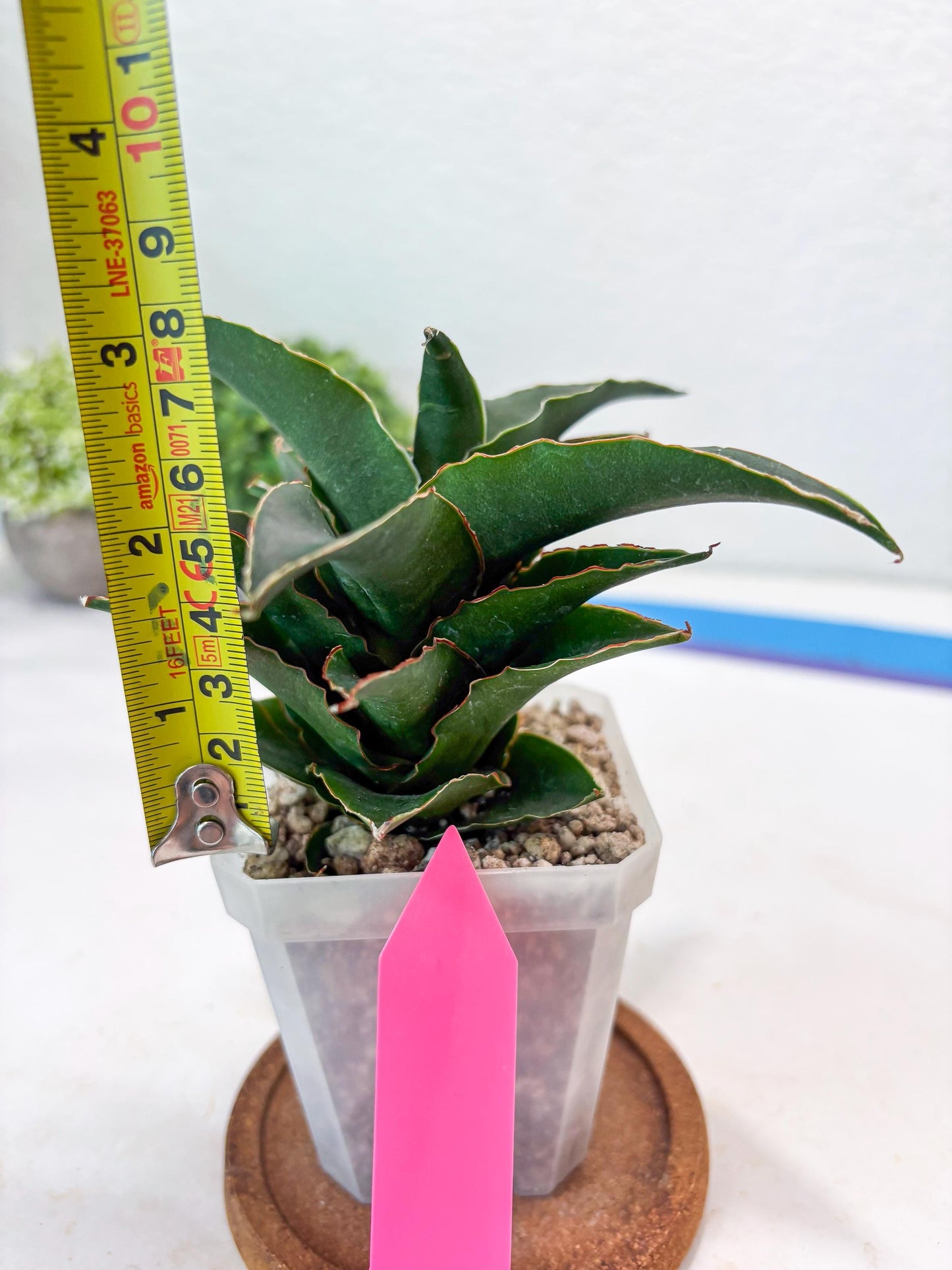 Sansevieria Sri Rama (#Ba92) (Pink) | Imported Snake Plant