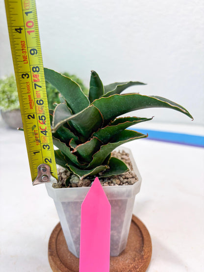 Sansevieria Sri Rama (#Ba92) (Pink) | Imported Snake Plant