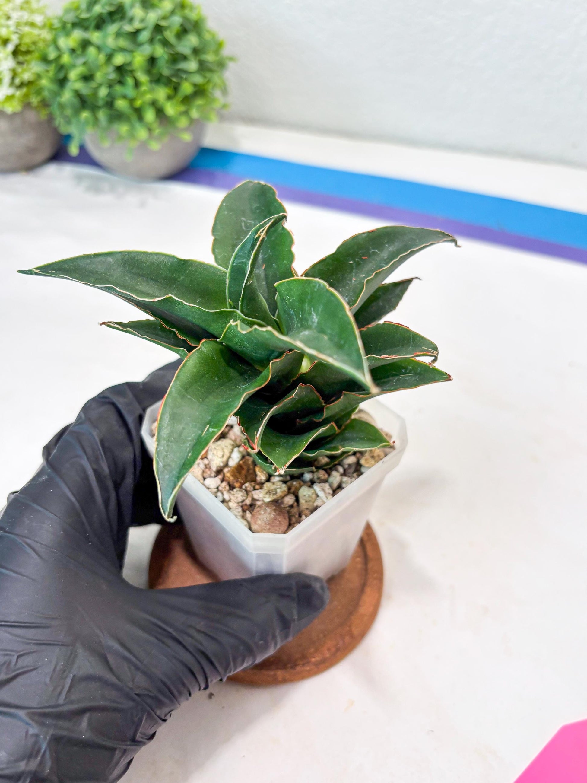 Sansevieria Sri Rama (#Ba92) (Pink) | Imported Snake Plant