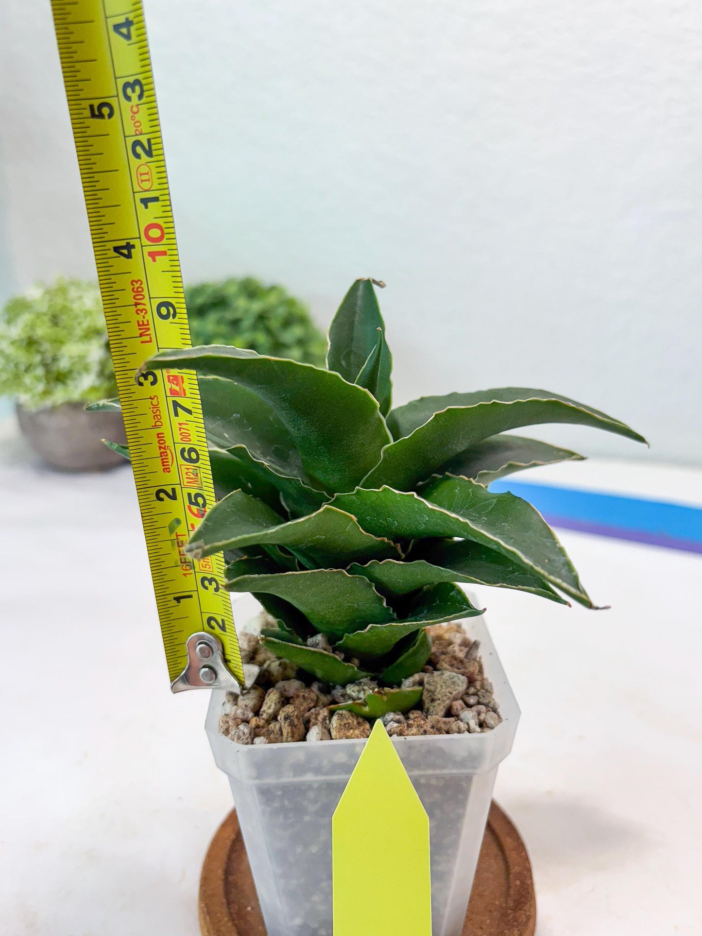Sansevieria Sri Rama (#Ba92) (Yellow) | Imported Snake Plant