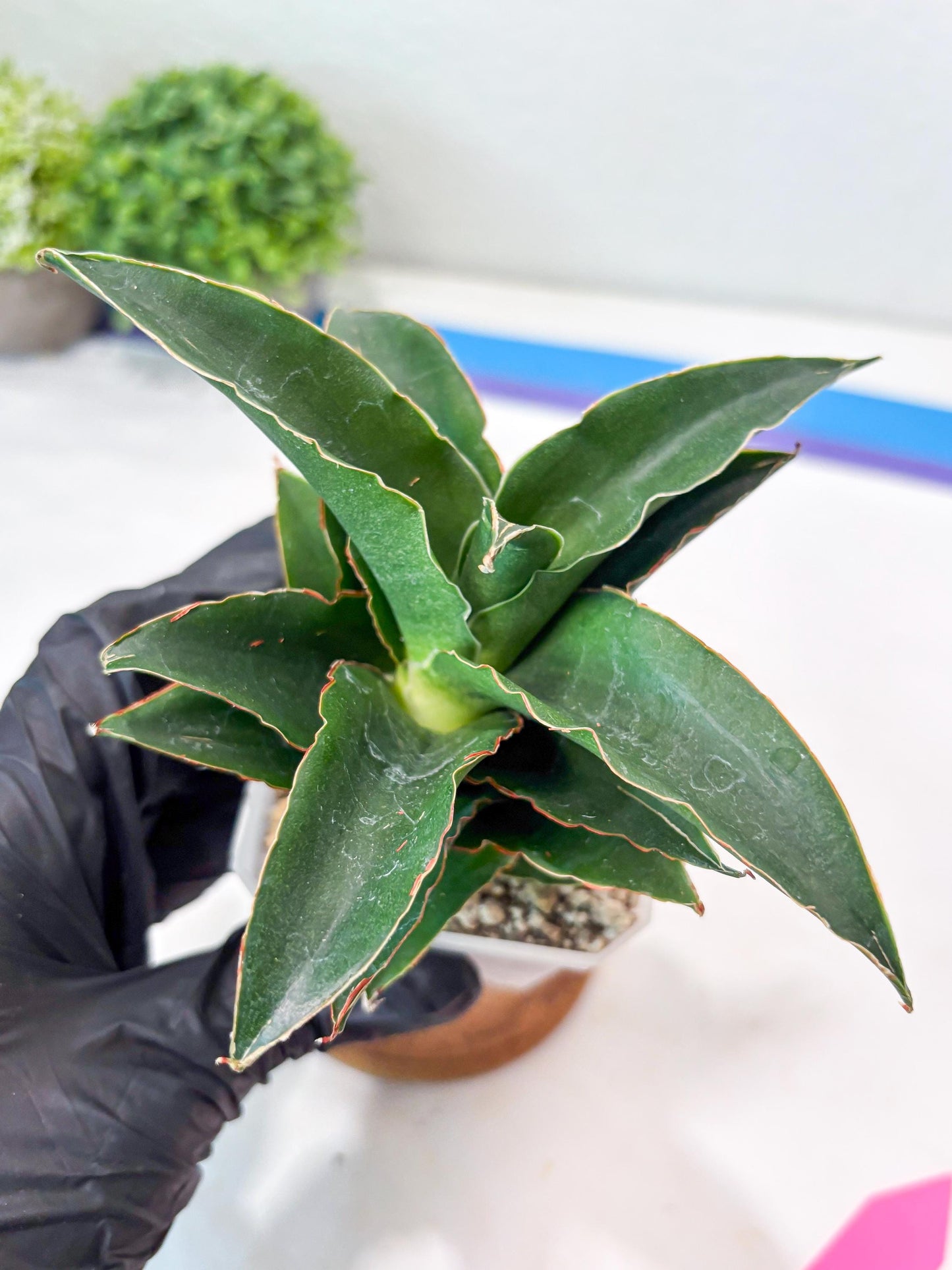 Sansevieria Sri Rama (#Ba92) (Pink) | Imported Snake Plant