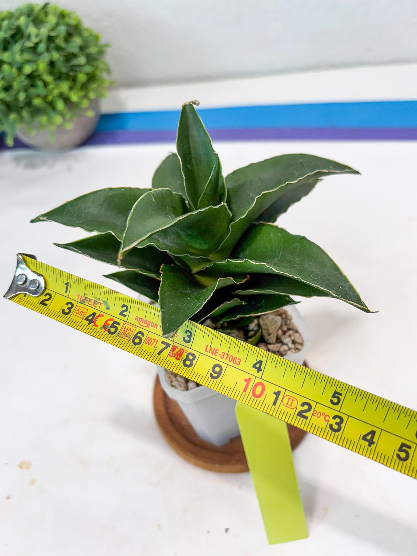 Sansevieria Sri Rama (#Ba92) (Yellow) | Imported Snake Plant