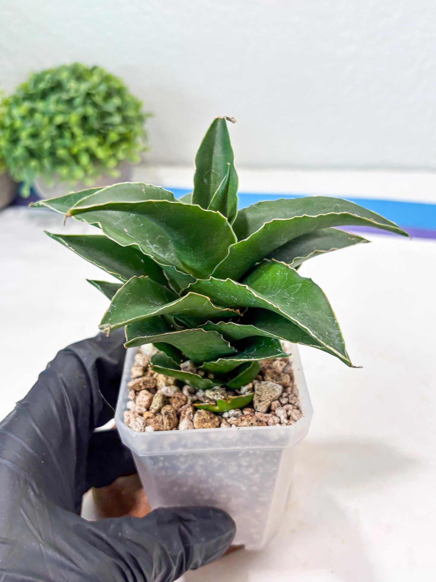 Sansevieria Sri Rama (#Ba92) (Yellow) | Imported Snake Plant