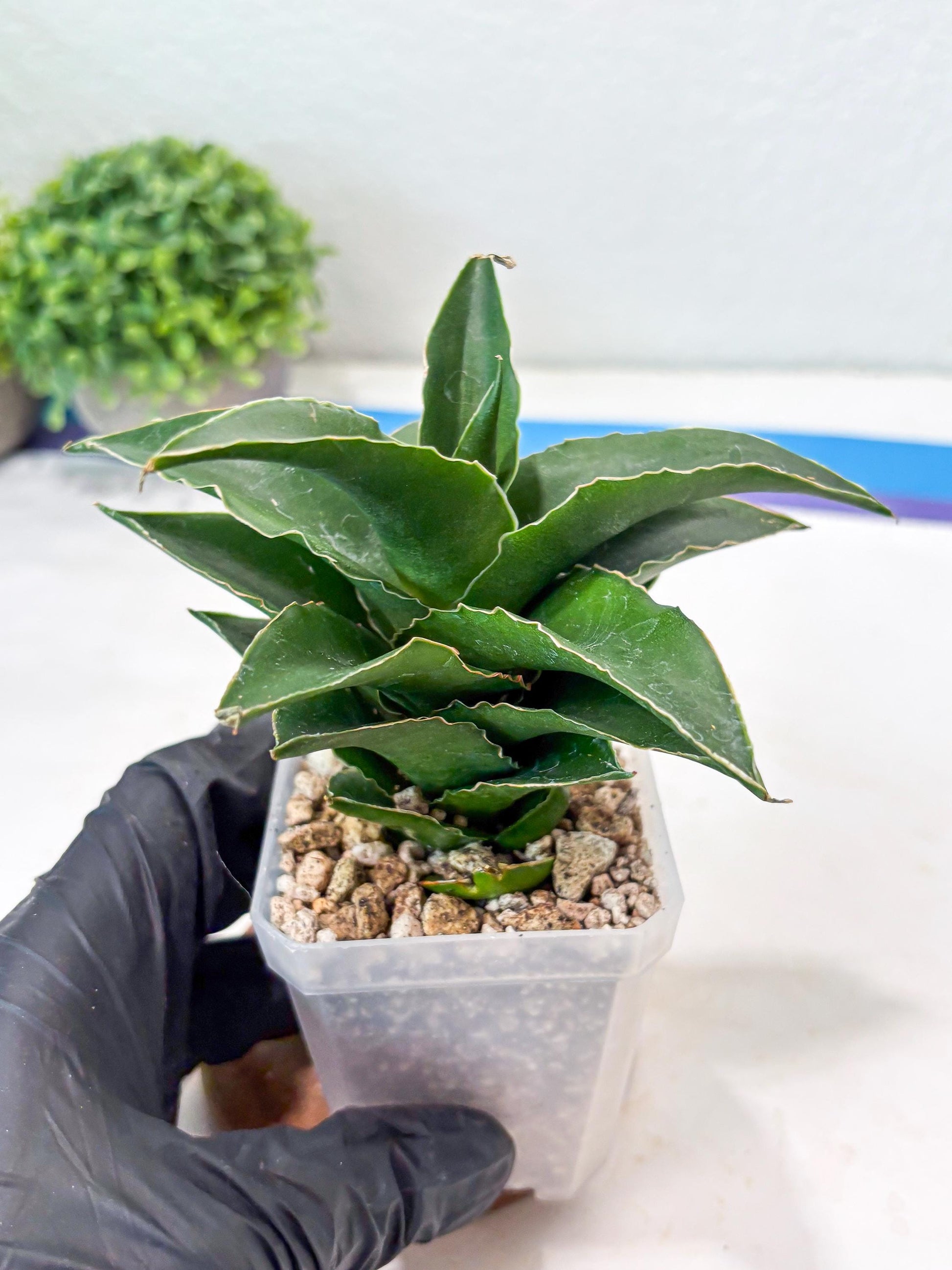 Sansevieria Sri Rama (#Ba92) (Yellow) | Imported Snake Plant