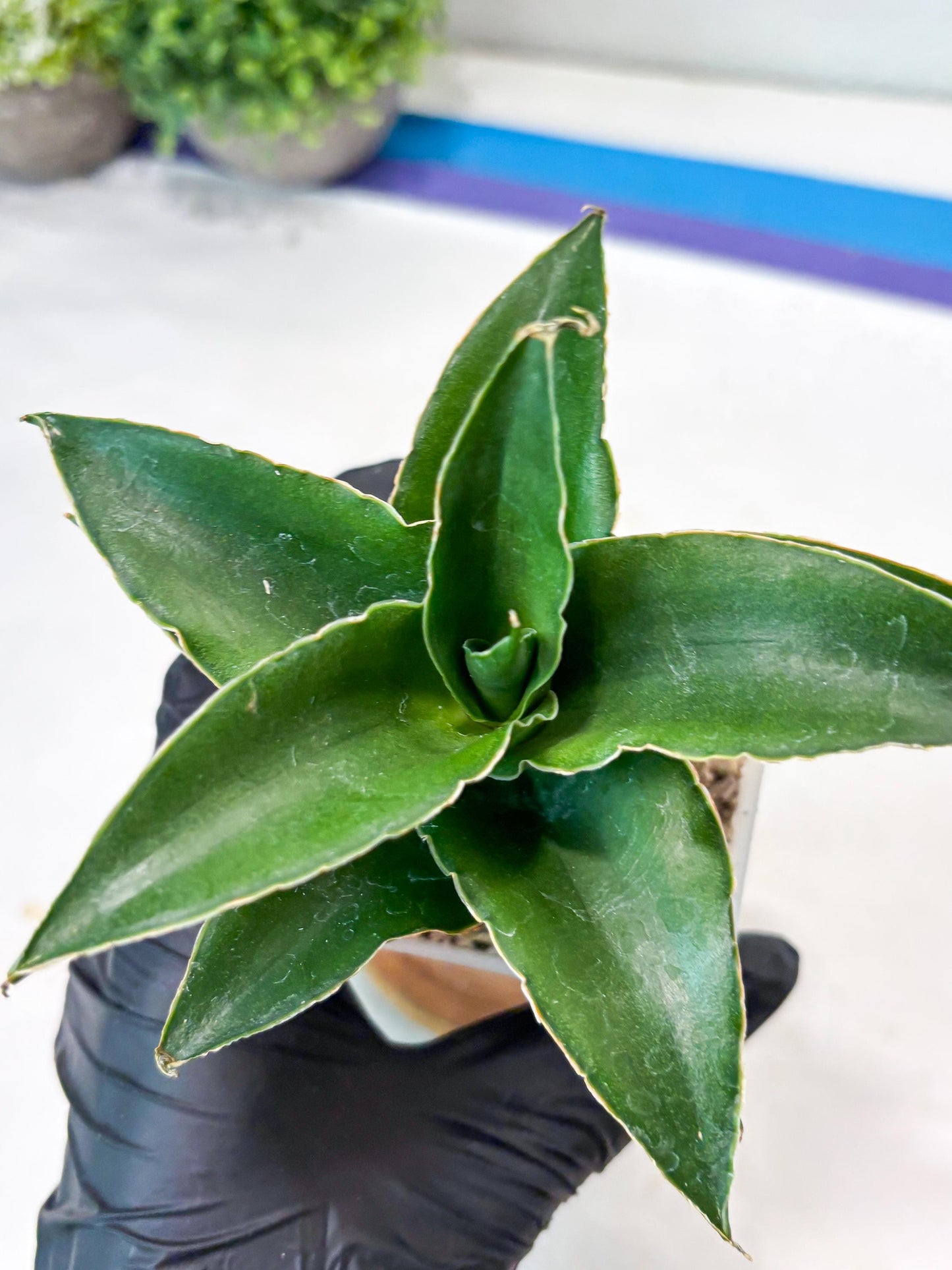 Sansevieria Sri Rama (#Ba92) (Yellow) | Imported Snake Plant