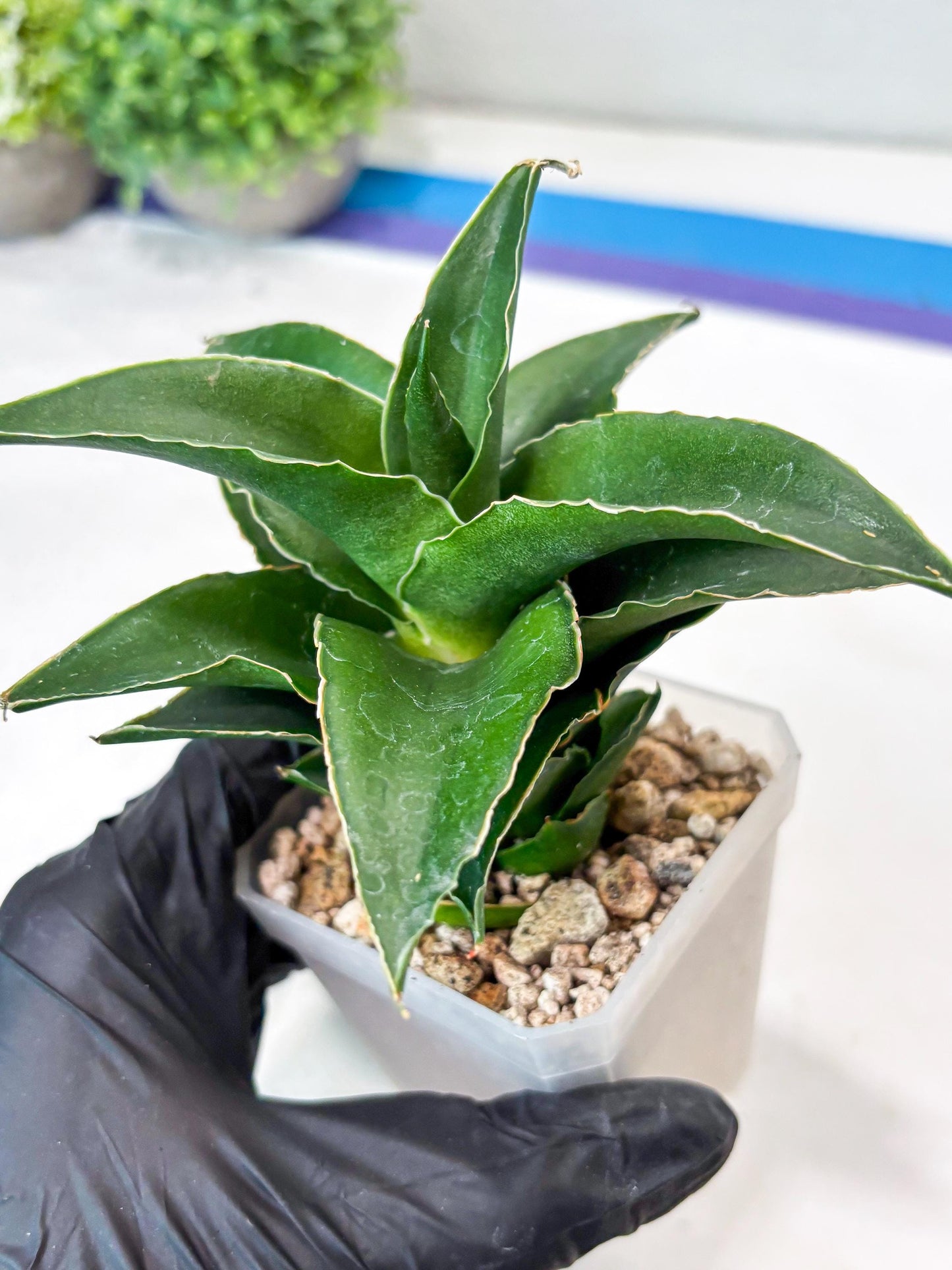 Sansevieria Sri Rama (#Ba92) (Yellow) | Imported Snake Plant