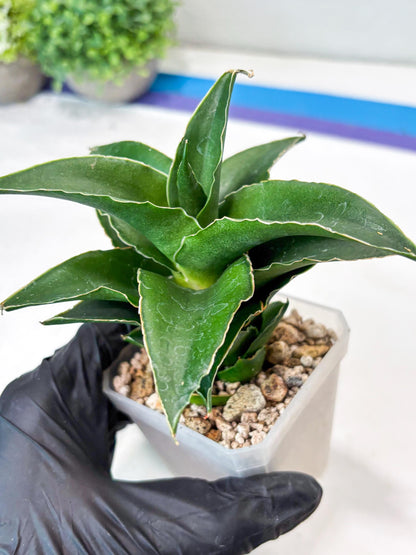 Sansevieria Sri Rama (#Ba92) (Yellow) | Imported Snake Plant