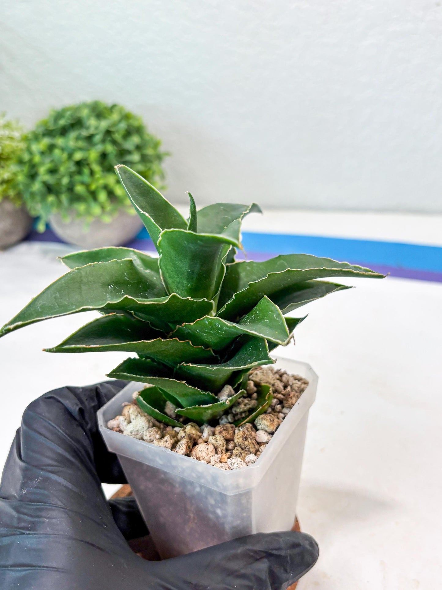 Sansevieria Sri Rama (#Ba92) (Yellow) | Imported Snake Plant