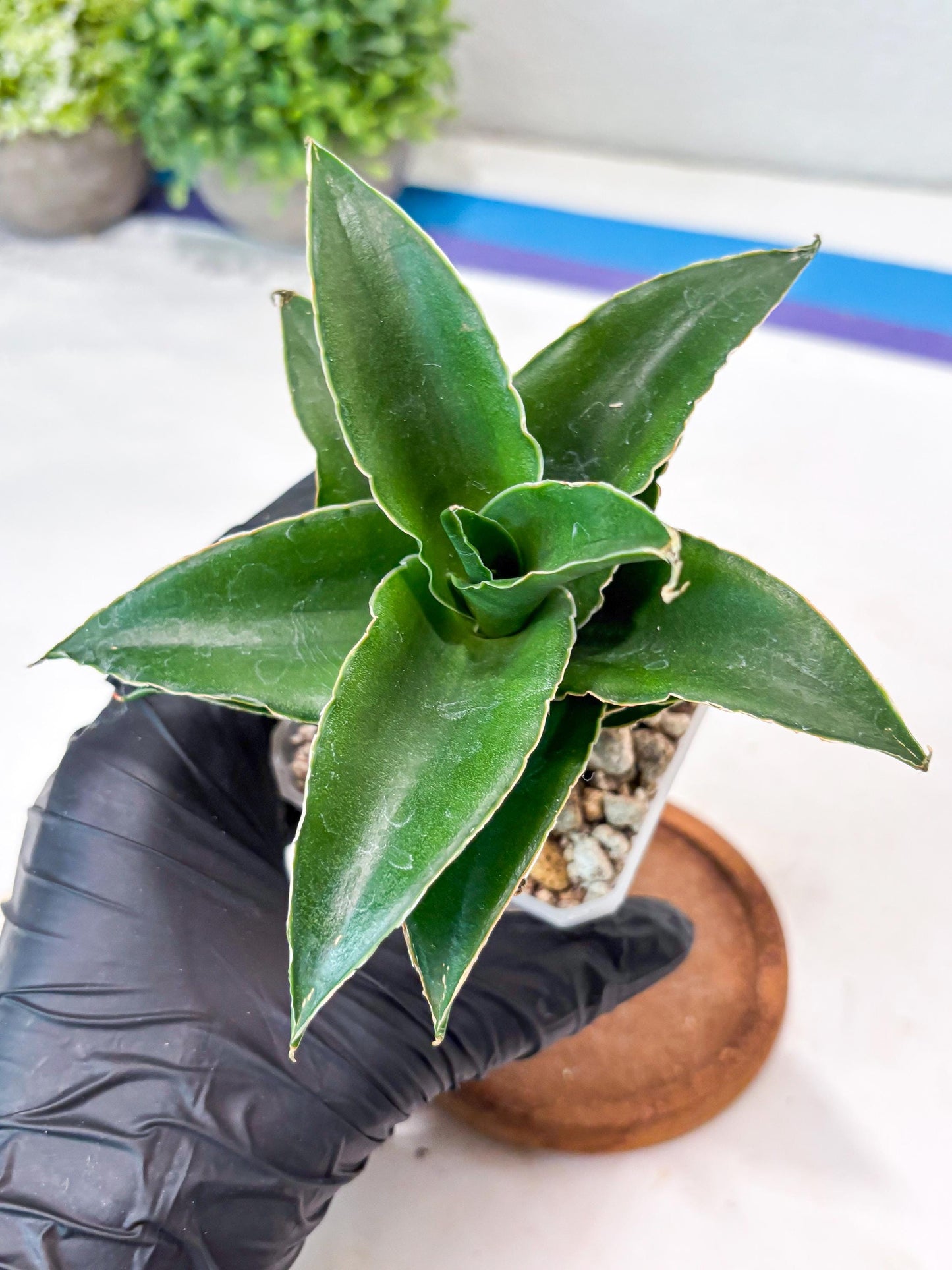 Sansevieria Sri Rama (#Ba92) (Yellow) | Imported Snake Plant