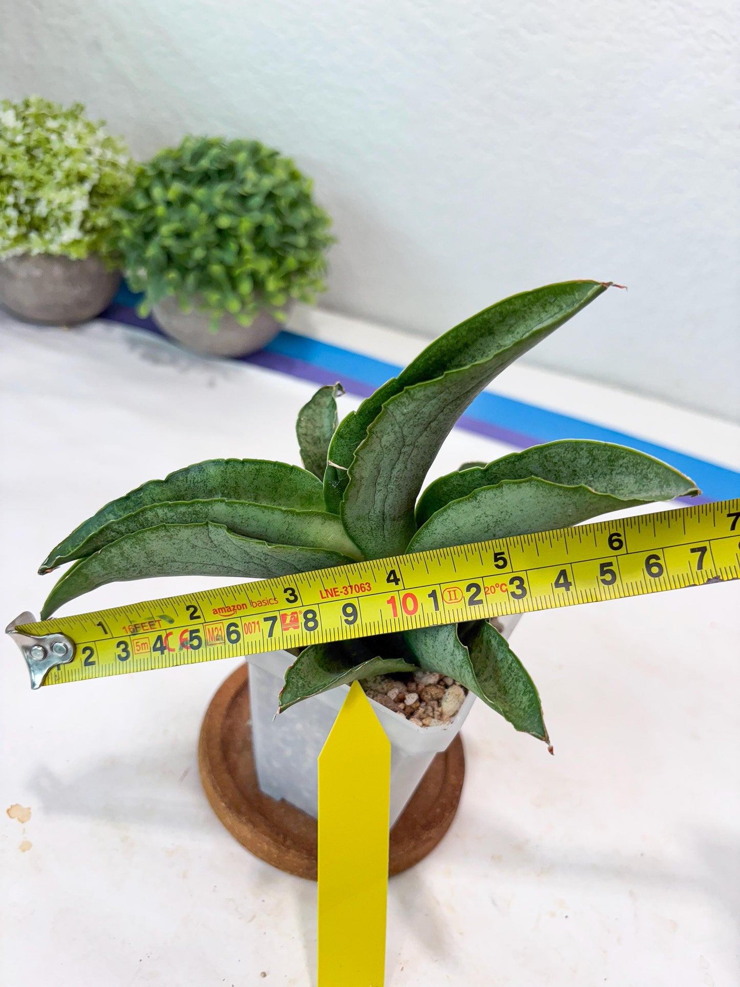 Sansevieria Larisa (#Ba96) (yellow) | Imported Hybrid Snake plant