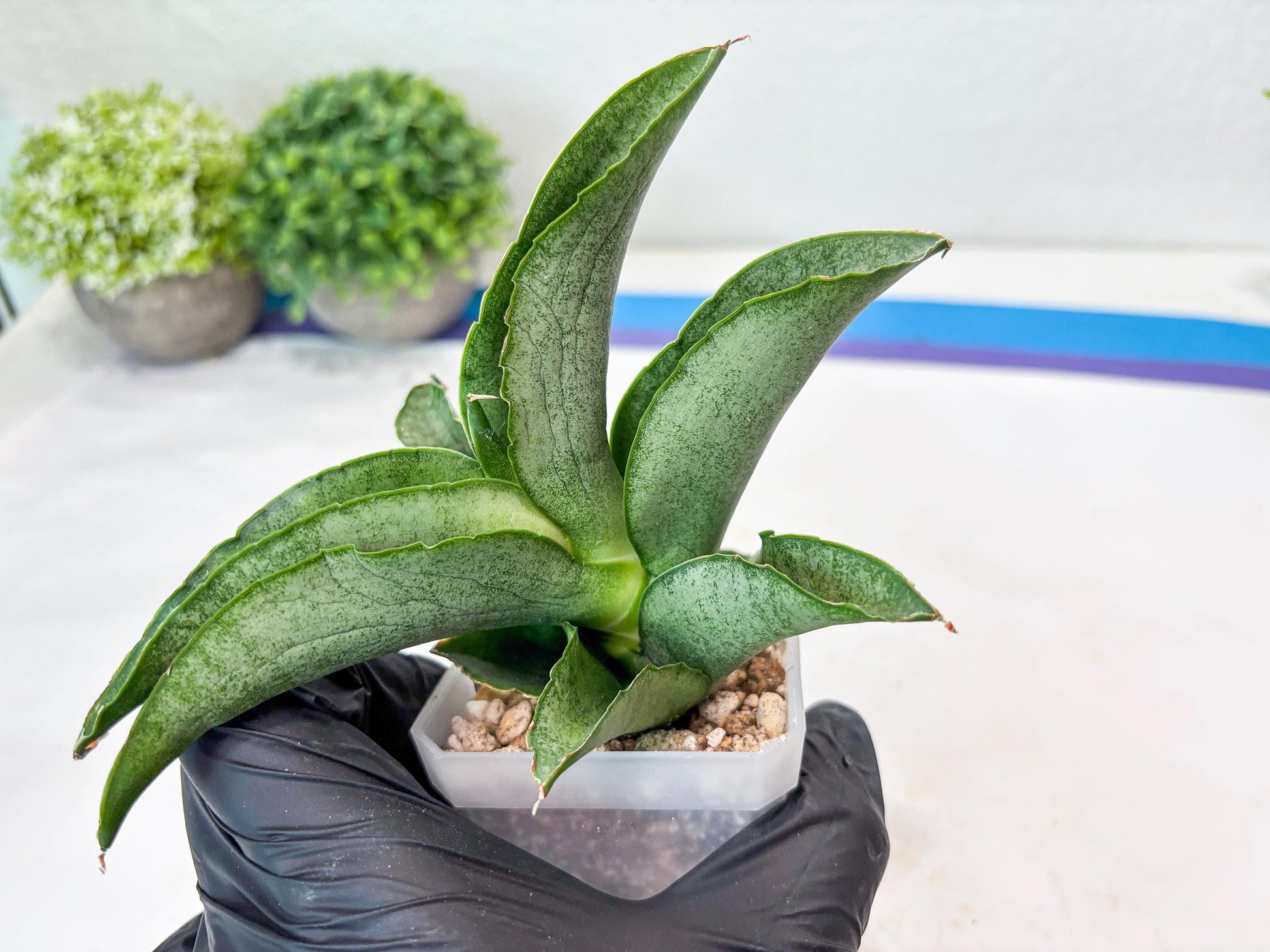 Sansevieria Larisa (#Ba96) (yellow) | Imported Hybrid Snake plant