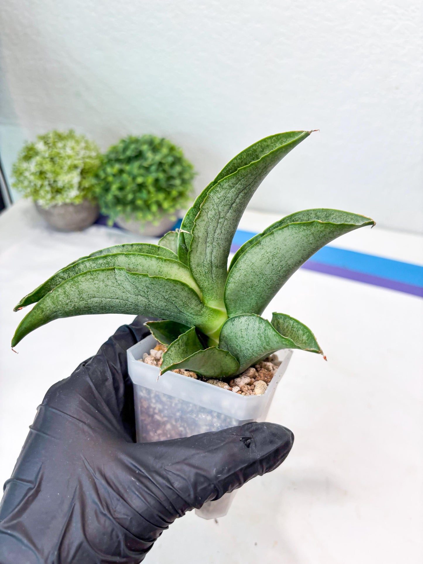 Sansevieria Larisa (#Ba96) (yellow) | Imported Hybrid Snake plant