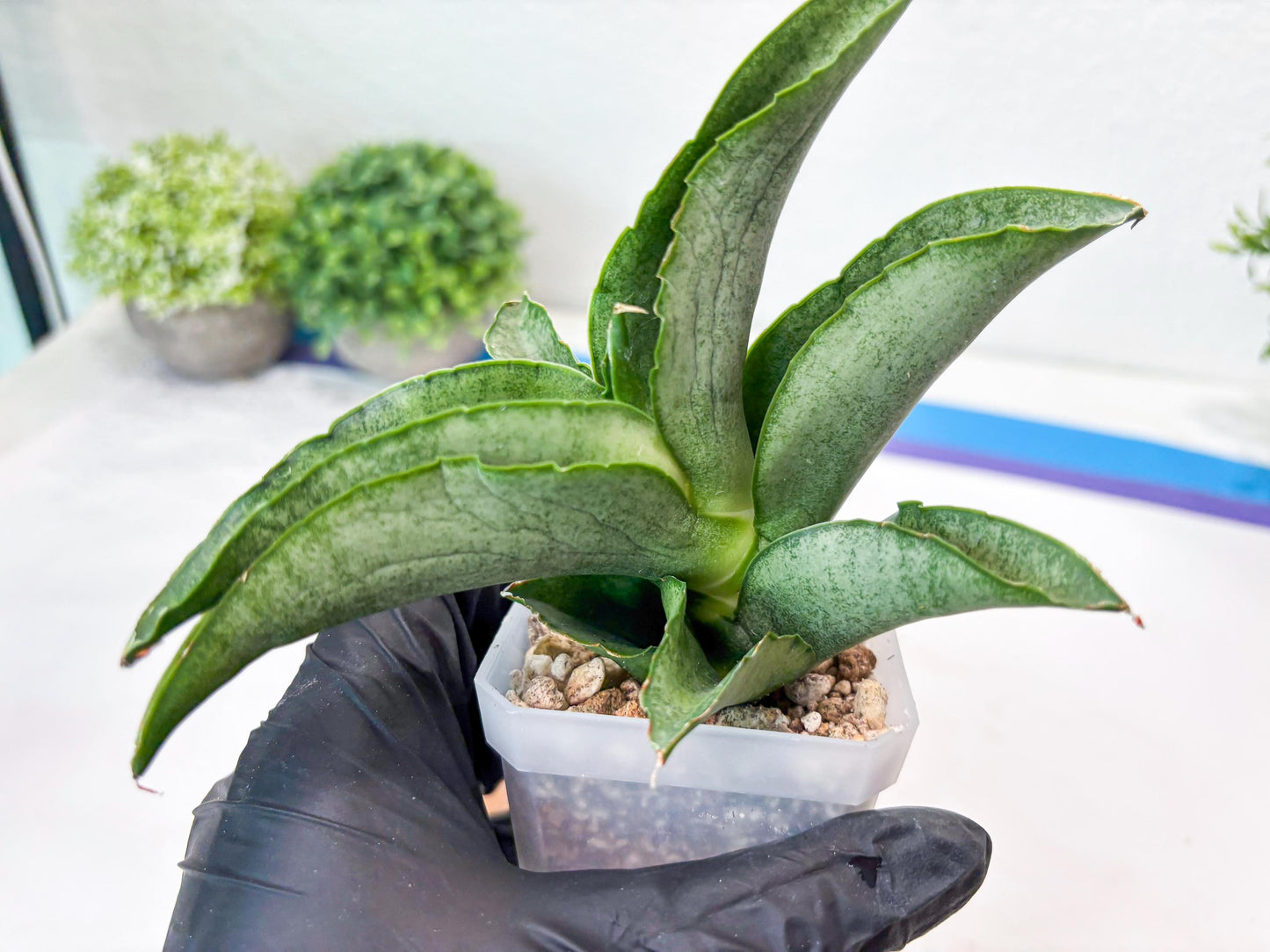 Sansevieria Larisa (#Ba96) (yellow) | Imported Hybrid Snake plant