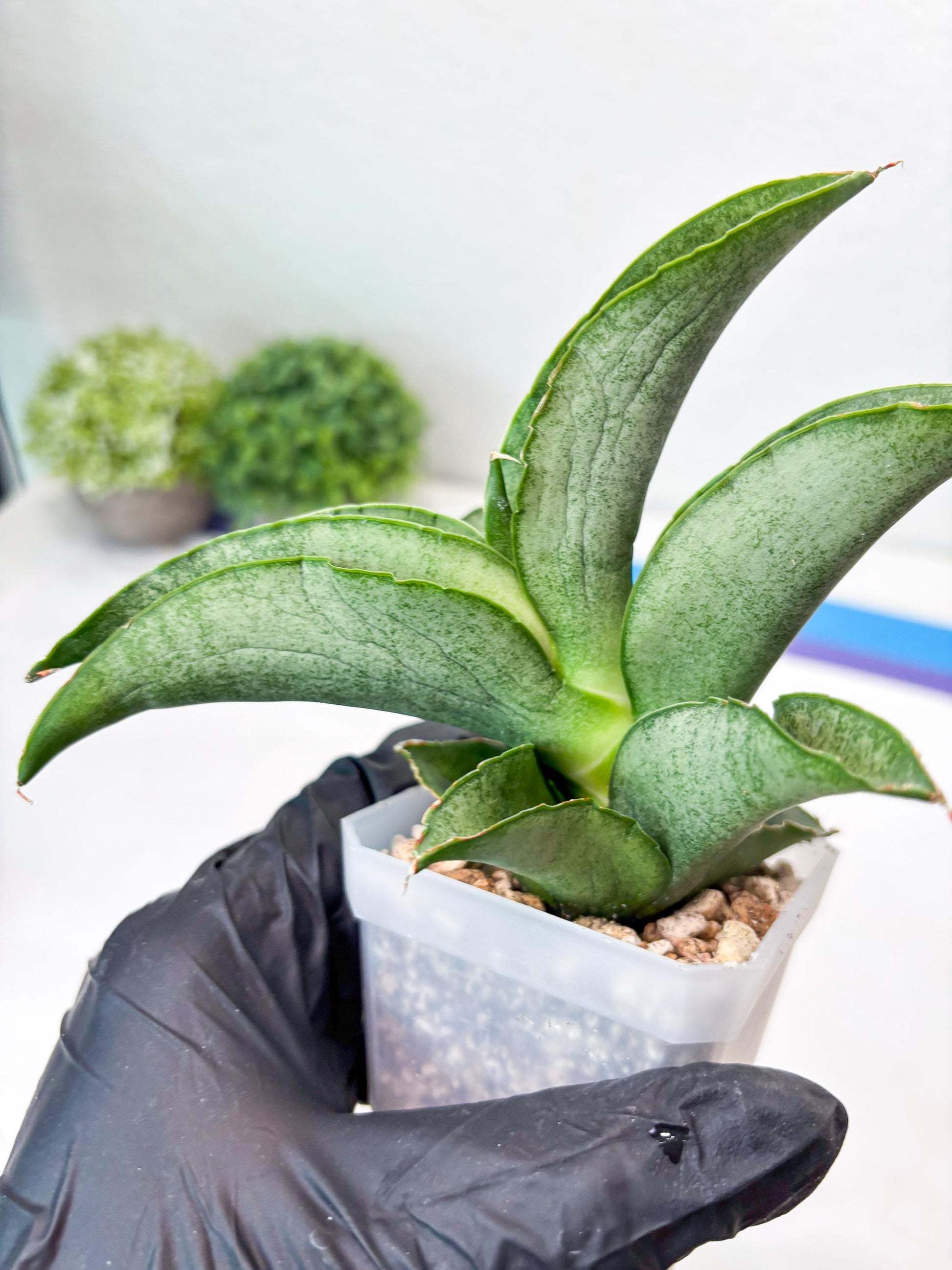 Sansevieria Larisa (#Ba96) (yellow) | Imported Hybrid Snake plant