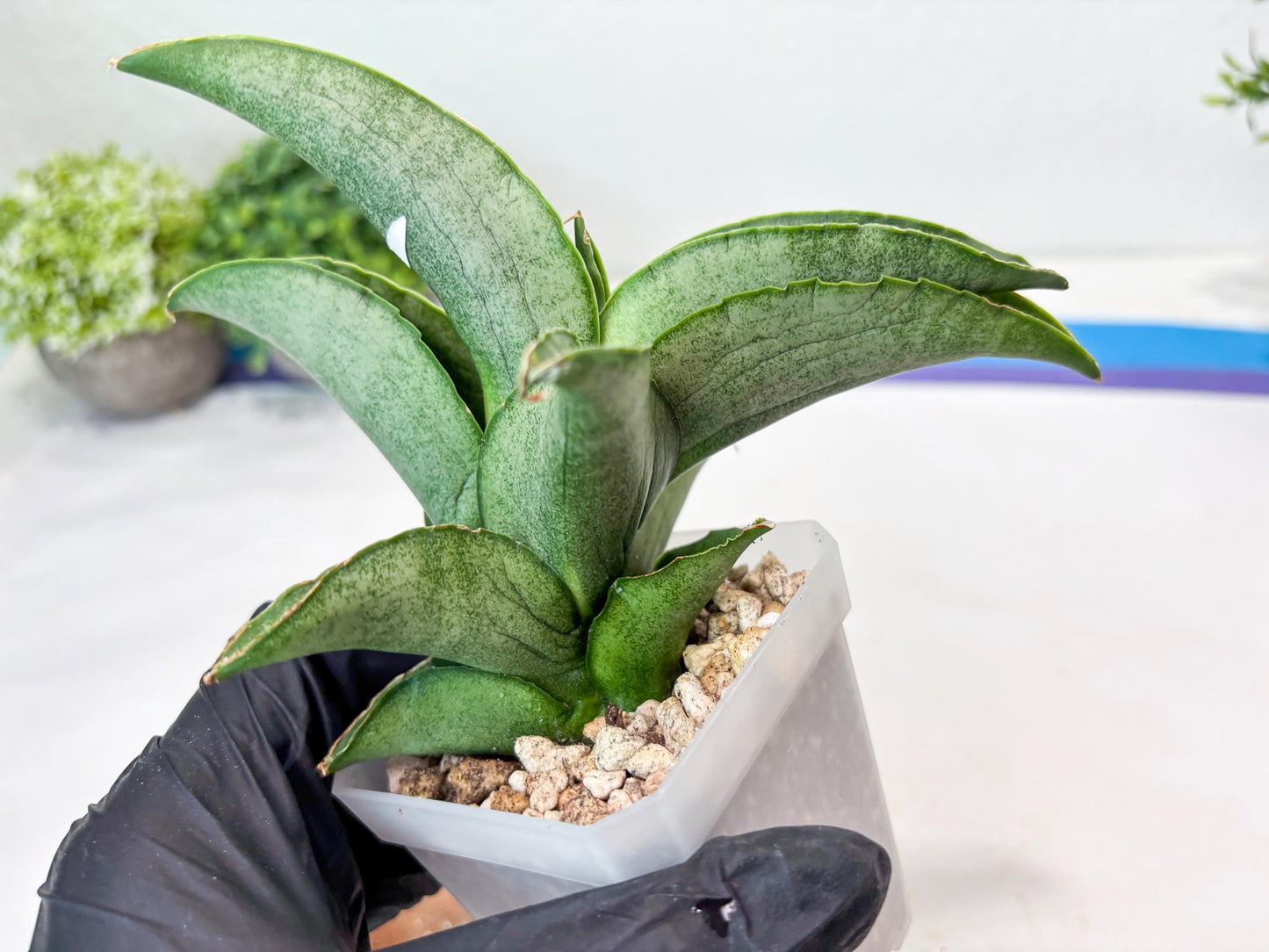 Sansevieria Larisa (#Ba96) (yellow) | Imported Hybrid Snake plant