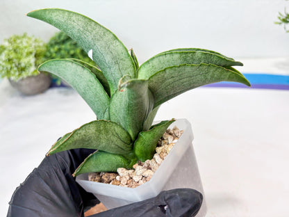 Sansevieria Larisa (#Ba96) (yellow) | Imported Hybrid Snake plant