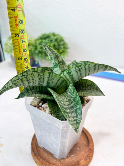 Sansevieria Josepin x Sindoro (#Ba97) | Imported Hybrid Snake plant