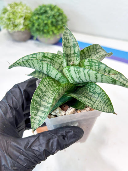 Sansevieria Josepin x Sindoro (#Ba97) | Imported Hybrid Snake plant