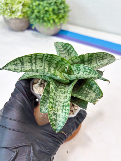 Sansevieria Josepin x Sindoro (#Ba97) | Imported Hybrid Snake plant