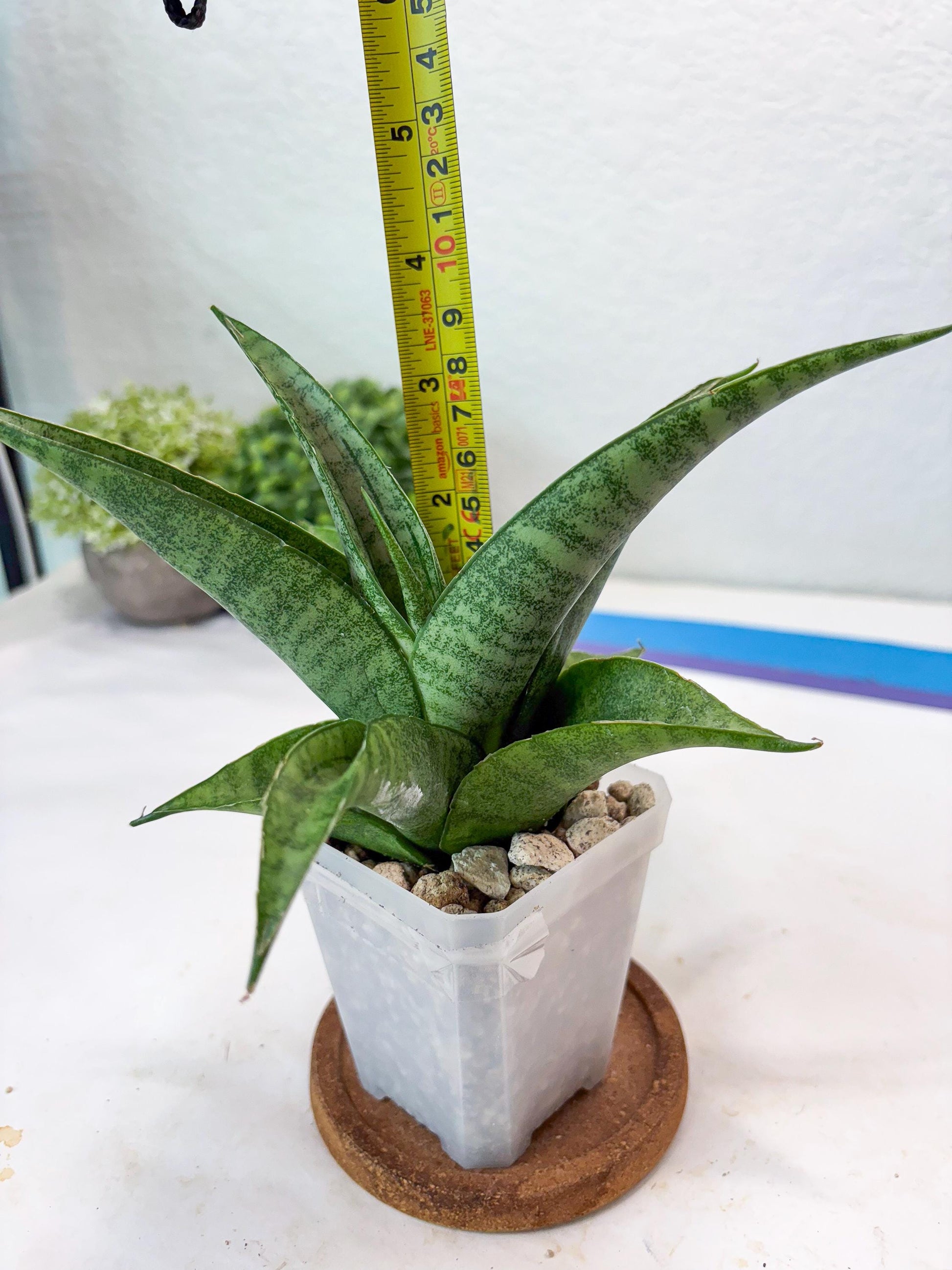 Sansevieria Jaya Prana (#Ba98) | Imported Hybrid Snake plant