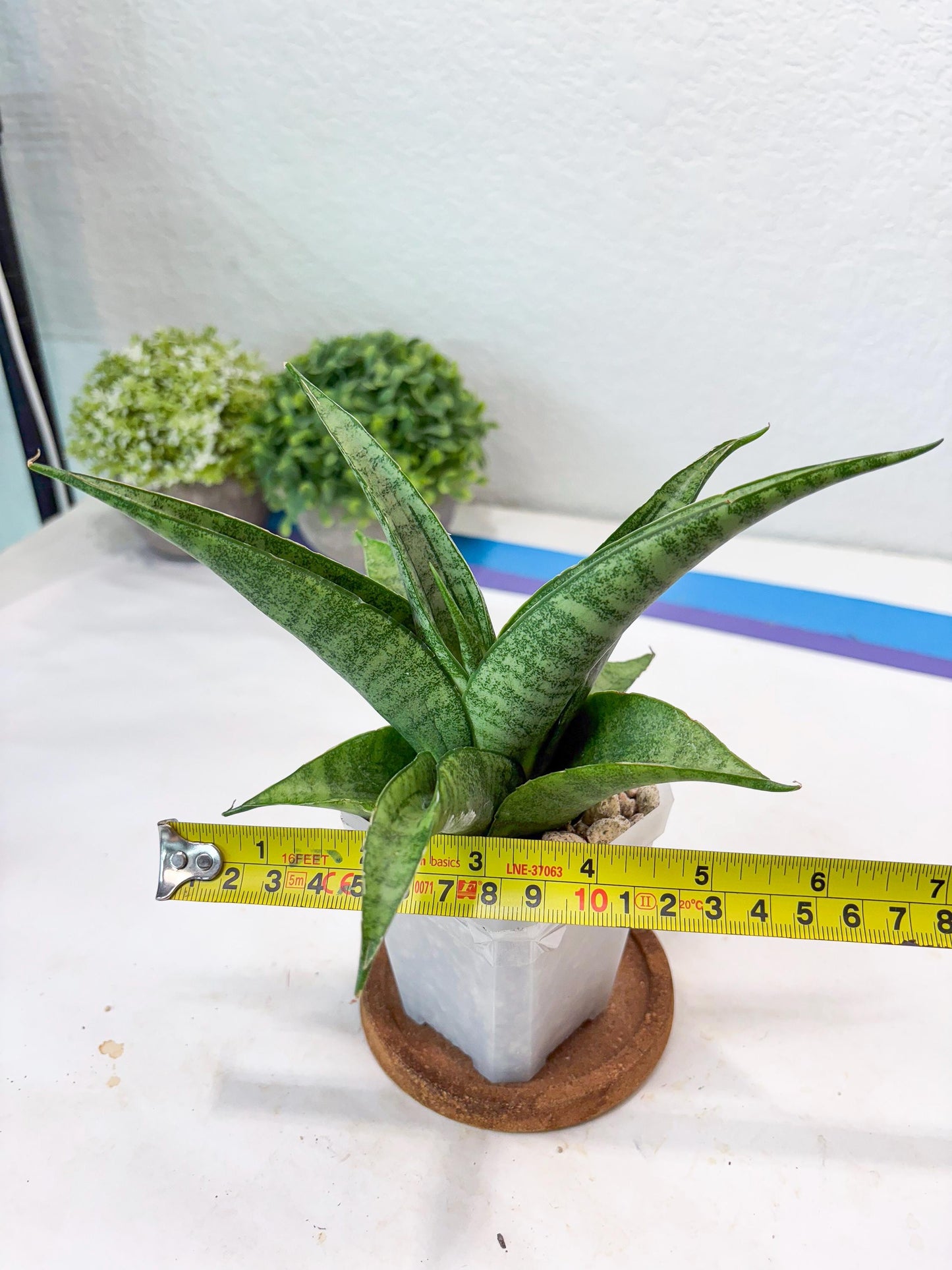 Sansevieria Jaya Prana (#Ba98) | Imported Hybrid Snake plant