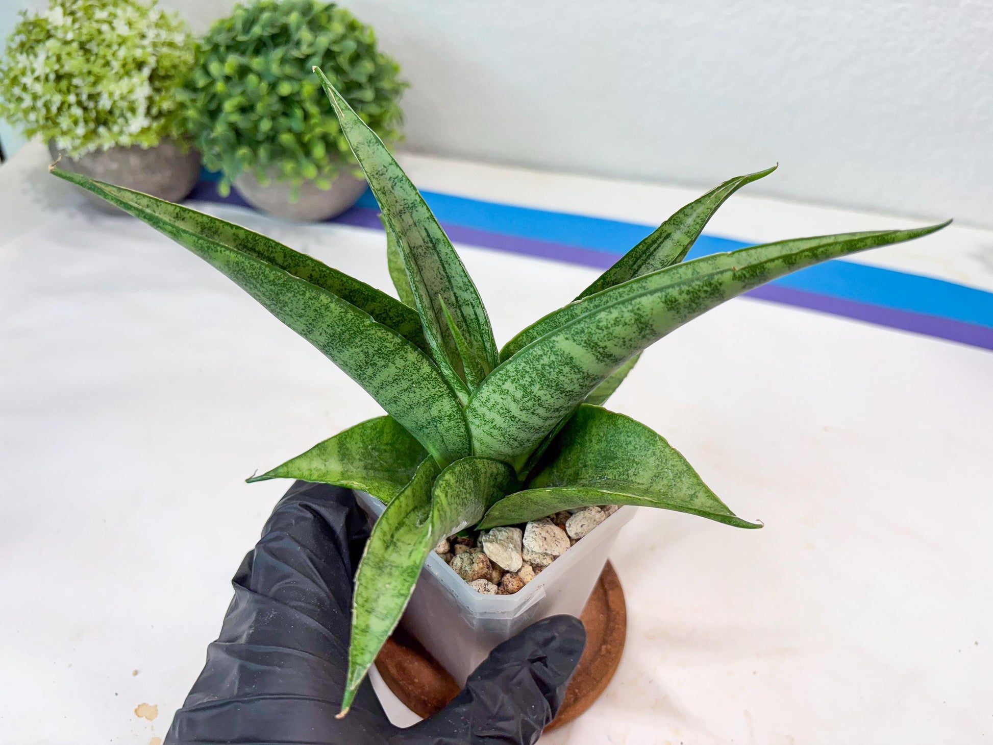 Sansevieria Jaya Prana (#Ba98) | Imported Hybrid Snake plant