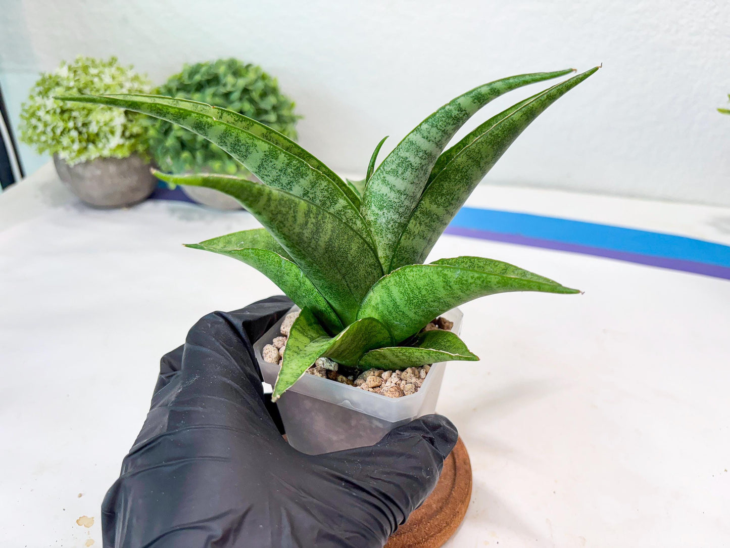 Sansevieria Jaya Prana (#Ba98) | Imported Hybrid Snake plant