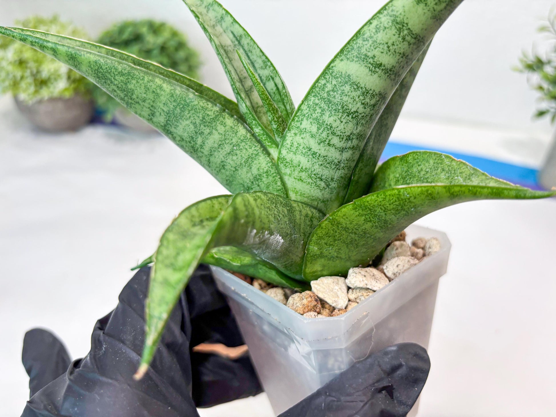 Sansevieria Jaya Prana (#Ba98) | Imported Hybrid Snake plant