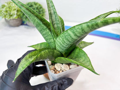 Sansevieria Jaya Prana (#Ba98) | Imported Hybrid Snake plant