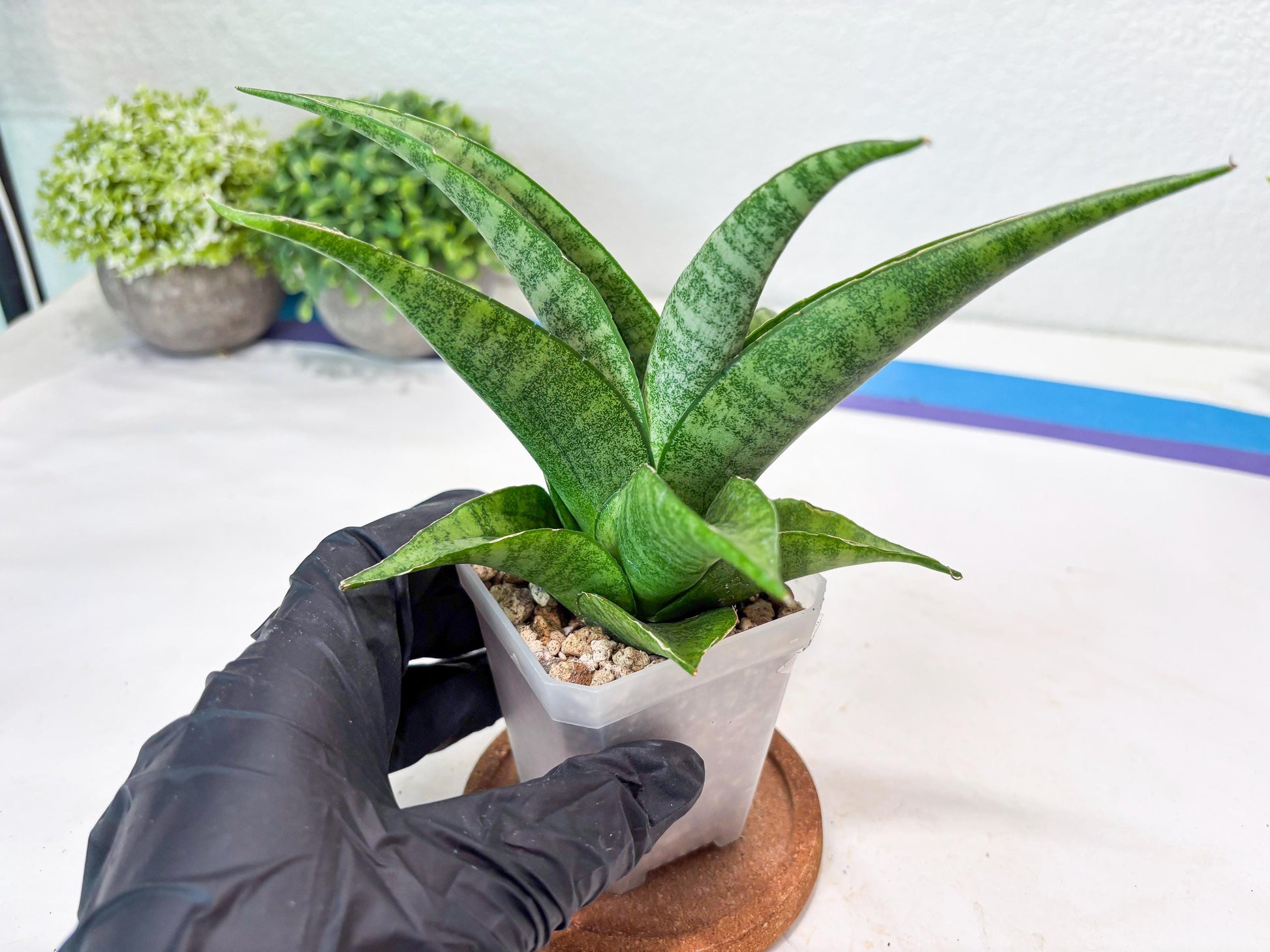 Sansevieria Jaya Prana (#Ba98) | Imported Hybrid Snake plant