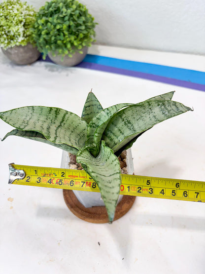 Sansevieria Jelita (#Ba99) | Rare Hybrid Species