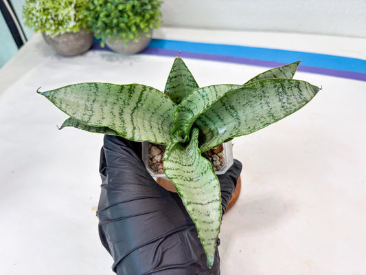 Sansevieria Jelita (#Ba99) | Rare Hybrid Species