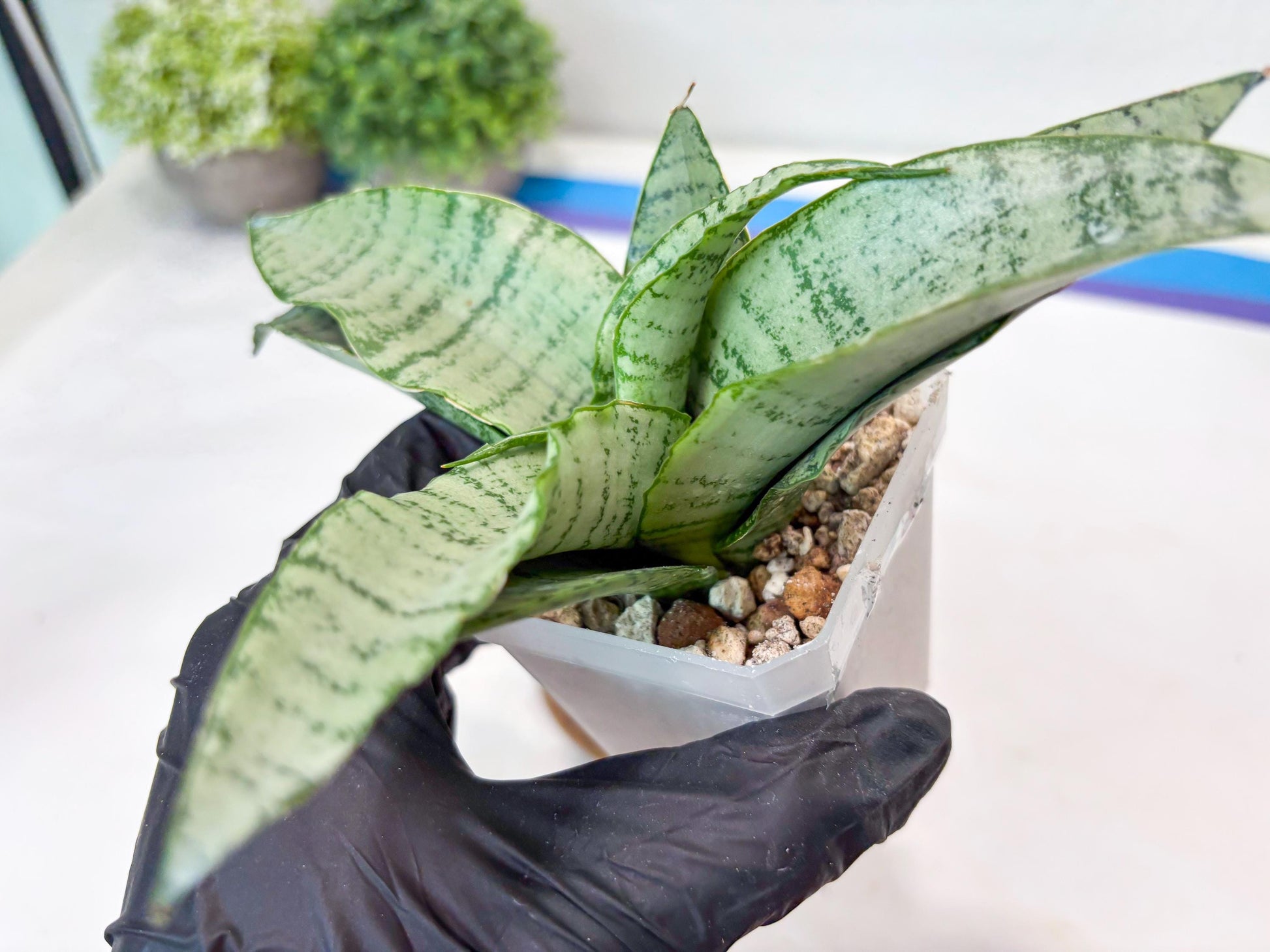 Sansevieria Jelita (#Ba99) | Rare Hybrid Species